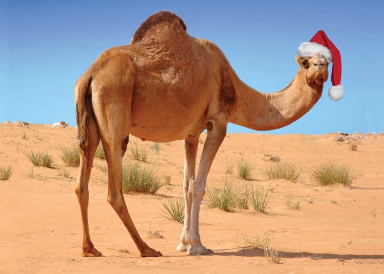 (image for) Holiday Camel Christmas Card - Click Image to Close